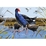 Treasures Of Aotearoa Pukeko Puzzle