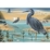 Treasures of Aotearoa 300 XL Piece Jigsaw Puzzle Heron's Strut