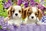 2 Puppies