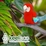 parrot 2 