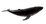 whale
