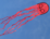 Octopus Kite