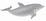 Bottlenose Dolphin