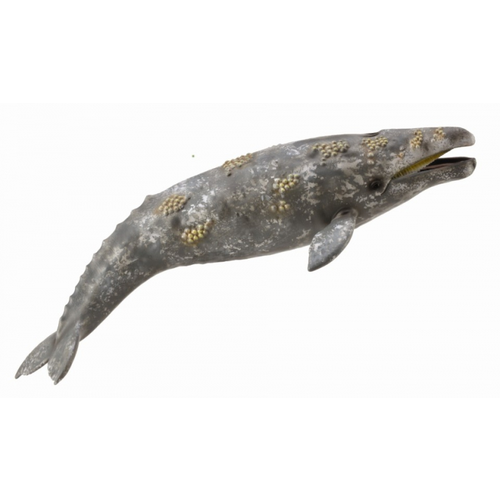 CollectA Gray Whale