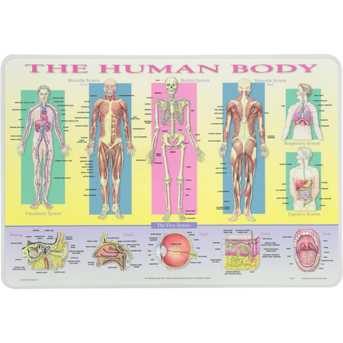 Learning Placemats - Human Body