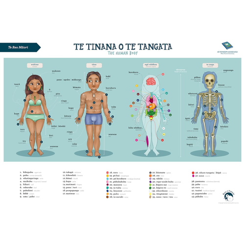Te Reo Maori Wall Poster - Human Body A2 