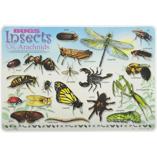 Learning Placemats - Bugs and Insects