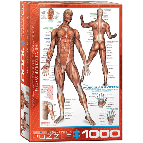 The Muscular System 1000pc