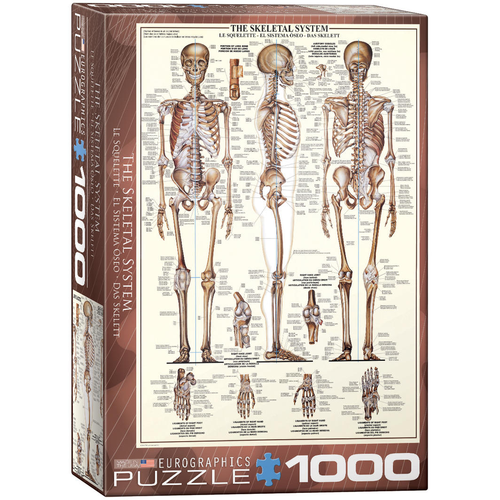 The Skeletal System 1000pc