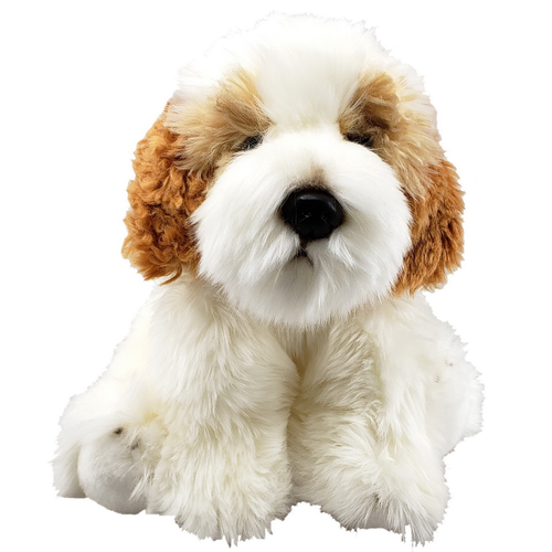 Cavachon 25cm